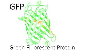 GFP  Green Fluorescent Protein [upl. by Asilim562]