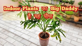 Nursery पर मिलते ही तुरंत ले आना Indoor Plants का Big Daddy Philodendron Selloum Care Tips [upl. by Eico]