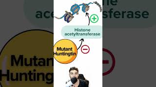 Huntington Disease Pathophysiology USMLE [upl. by Eibloc267]