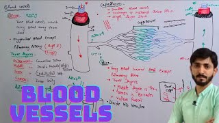 Blood Vessels  Arteries veins Capillaries  Biology 9th  Chapter 9 Transport [upl. by Ahsiema]