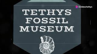 Unlocking Time A Journey at Tethys Fossil Museum  Ritesh Arya [upl. by Rozelle239]