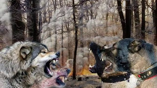 KANGAL vs WOLF [upl. by Arraes]