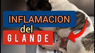 POR QUE ESTA ROJO EL PN DE MI PERRO Inflamación del glande QUE HACER Y POR QUE SUCEDE [upl. by Berrie]