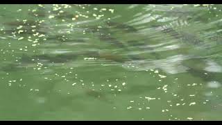 viele große Fische im Bodensee Döbel Aitel Squalius cephalus lot of big fish in Lake Constance [upl. by Claudetta]