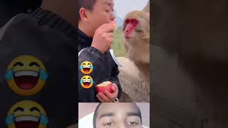 monkey money monkeys funny challenge [upl. by Yanrahs]