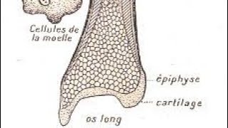 Tissu osseux 1 ére année médecine médecine dentaire et pharmacie education pharmacie medical [upl. by Nnahtebazile214]