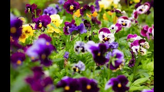 How To Grow Pansy And Viola Flowers From SeedEpisode 1 [upl. by Kered]