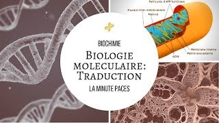 Biochimie  Biologie moléculaire Traduction [upl. by Rollie]