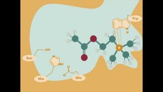 Acetylcholinesterase Drugs [upl. by Ecirtel137]