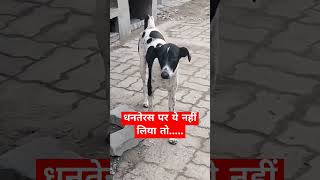 धनतेरस पर ये नहींलिया तो comedy funny shorts I Comedy Video I Animal Joke [upl. by Novit]