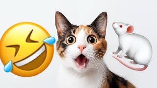 Funny cats videos  смешное видео про кошек [upl. by Ginzburg3]