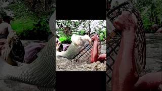 Fishing Video  Big Monster Rohu Fish Hunting With Polo Best Polo Fishing shorts popularfishunter [upl. by Retrak661]