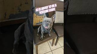 RICO SUAVE PT 2 Rico Suave Filter NoFilter Needed FrenchBulldog FrenchBully Handsome [upl. by Suhpoelc]