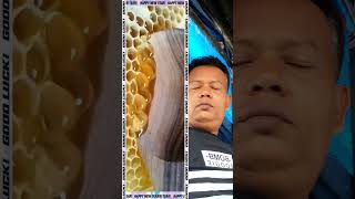 bee honey harvest on tree videoreaction reactionvideo beehoneyhoney tree [upl. by Nats]