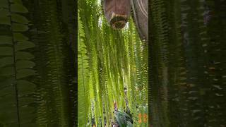 Inside a long hanging fern in the beautiful garden at Larco Museum in Lima [upl. by Matejka59]