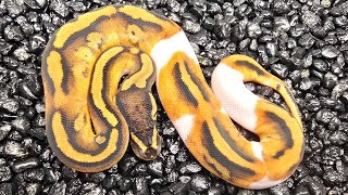 Piebald 66 Desert Ghost Balll Python Hatchling [upl. by Haneeja]