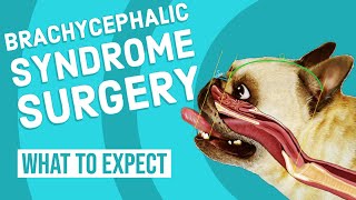 Brachycephalic Syndrome Surgery  What to Expect [upl. by Youngman]