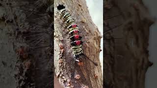 Amazing Moth Caterpillar 🐛 moth caterpillar amazing nature insects animals pet tropical 4k [upl. by Leelah]