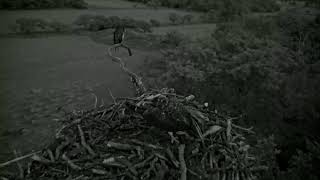 Bywyd Gwyllt Glaslyn Wildlife  Ffrwd Byw  Live Stream [upl. by Rawlinson]