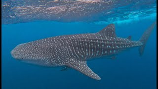 Whaleshark Snorkelling Ningaloo Reef 2024 [upl. by Sato]