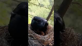 Black drongo bird babies P 14 shorts ytshorts [upl. by Horodko]