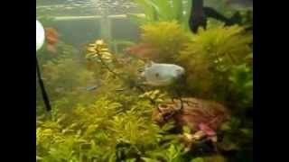 Acuario tropical comunitario plantado [upl. by Simmonds547]