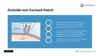 Patch Clamp Assay — A Detailed StepByStep Description of the Standard Patch Clamp Protocol [upl. by Alisha]