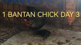 1 Bantam chick day 3 DonDondon84 shortsbeta duckfeed farming chicken [upl. by Qooraf]