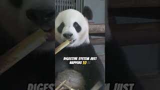 The Secret Lives of Pandas What You Didnt KnowPandaLove CutePanda PandaLife Panda [upl. by Yemane]