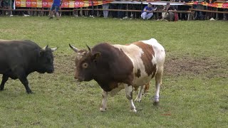 MEDENI I JELENKO BIJELO POLJE KAKANJ 2024 KOD MATEA [upl. by Mcclain]