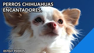 MIRA ESTOS PERRITOS CHIHUAHUAS PRECIOSOSTe encantarán [upl. by Peyton]