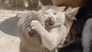 The Best and Strangest Cat Fight Compilation of 2024 [upl. by Galatea231]