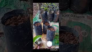 Rooting hormone ಬಳಸಿಕೊಂಡು ಮಲ್ಲಿಗೆ ಗಿಡದ cuttings ನಿಂದ ಗಿಡ ತಯಾರಿಸುವುದುjasmineplant [upl. by Nailil]