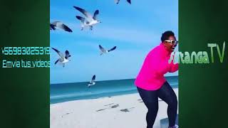 Gaviotas atacando a humanos 😲  videos virales edicion Gaviotas Vs Humanos🏃‍♂️  El fritanga [upl. by Aciraj]