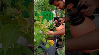 इस दवाई से पौधों में कभी रोग नहीं लगेगा ✅ youtubeshorts gardening shorts [upl. by Dwight]