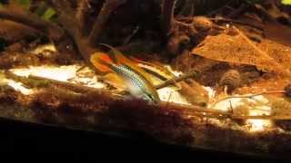 Apistogramma Agassizii Double Red [upl. by Regdor]