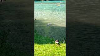 Baby Swan In Switzerland 🇨🇭 follow for more daily shorts 🇨🇭 [upl. by Elram]