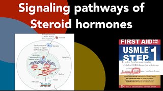 Signaling pathway of steroid hormones in HindiUrdu  First aid for USMLE step 1 [upl. by Nedlog]