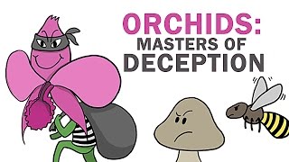 Orchids The Masters Of Lying Cheating amp Stealing [upl. by Hime364]