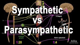 Autonomic Nervous System Sympathetic vs Parasympathetic Animation [upl. by Dulla]