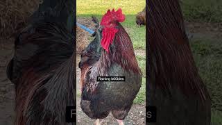 Have you ever rooster chickensrule farmjokester backyardchickens poultry hens joke [upl. by Royd151]