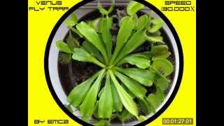 One year in life of my Venus flytrap time lapse [upl. by Colwin]