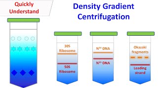 Density gradient centrifugation [upl. by Maclay]