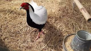 silver pheasants  pheasants farming in zoo  wildlife breeding farm  wildlife park [upl. by Eiznyl]