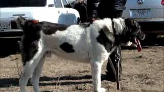 Armenian Shepherd quotGamprquot Dogs Caucasian Ovcharka [upl. by Aisayt]