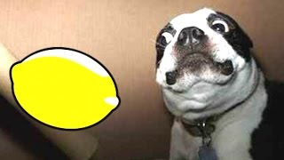 Most Funny Dogs Reacting To Lemons Compilation 2014 NEW [upl. by Andromede427]