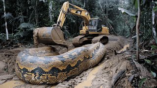 Incredible Footage of the Largest Anaconda Ever Caught on Camera 33 Ft Long  Facts About Anacondas [upl. by Nizam]