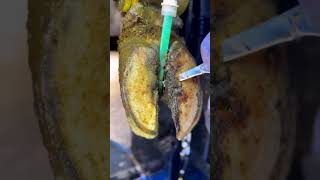 Cow Hoof relaxing hoof cow fun repair hiphop music party friendship houdini animals [upl. by Painter]