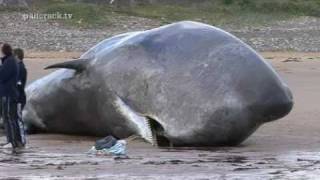 SPERM WHALE AT REDCAR   Filmed By Craig Hornby 2011 [upl. by Haroun930]