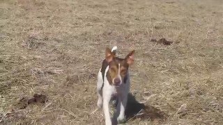 Rat Terriers out in the field hunting [upl. by Eelirem127]